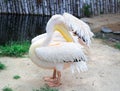 White pelican cleans up feather wings with big yellow neb