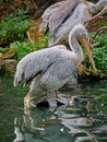 White pelican closeup