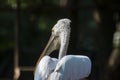 White Pelican Closeup Shot from the Back Side Royalty Free Stock Photo