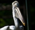 White Pelican Closeup Shot from Front Side