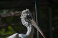 White Pelican Closeup Shot from Side Profile Royalty Free Stock Photo