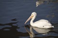 White pelican closeup