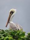 White pelican closeup sitting on an wall in panama