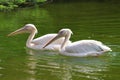 WHITE PELICAN COUPLE WAS SPOTTED IN THE POND.