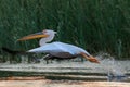 White pelican in Danube Delta, Romania Royalty Free Stock Photo