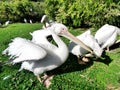 White pelican dries its wings Royalty Free Stock Photo