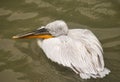 White pelican with dries on sun on stone in Bern zoo Royalty Free Stock Photo