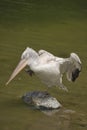 White pelican with dries on sun on stone in Bern zoo Royalty Free Stock Photo