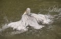 White pelican with dries on sun on stone in Bern zoo Royalty Free Stock Photo