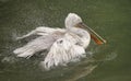 White pelican with dries on sun on stone in Bern zoo Royalty Free Stock Photo