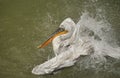 White pelican with dries on sun on stone in Bern zoo Royalty Free Stock Photo