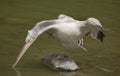 White pelican with dries on sun on stone in Bern zoo Royalty Free Stock Photo