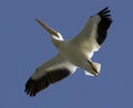 White Pelican in flight Royalty Free Stock Photo