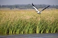 White Pelican in Flight Royalty Free Stock Photo