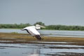 White pelican in flight, Danube Delta Royalty Free Stock Photo