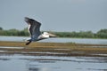 White pelican in flight, Danube Delta Royalty Free Stock Photo