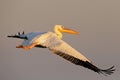 White pelican flight toward sunrise Royalty Free Stock Photo