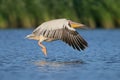 White pelican flight toward sunrise Royalty Free Stock Photo