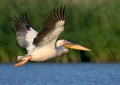 White pelican flight toward sunrise Royalty Free Stock Photo