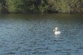 White pelican floating on water. Oso Flaco Lake Natural Area