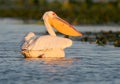 White pelican floating in the water Royalty Free Stock Photo