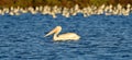 A White Pelican and Flock of avocets