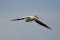 White Pelican Flying Royalty Free Stock Photo