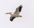 White Pelican Flying Overhead Royalty Free Stock Photo