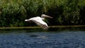 White pelican flying Royalty Free Stock Photo