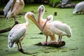White Pelican Group Royalty Free Stock Photo