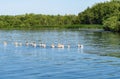 White Pelican group by the wetlands at Cherry Creek State Park in Colorado