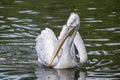 A white pelican with a huge beak floats on calm water. Photo a white pelican with a large beak in close-up