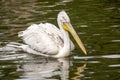 A white pelican with a huge brown yellow large beak floats across the water.