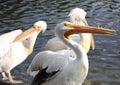 The white American pelican, Pelecanus erythrorhynchos, in Hyde park of London, England Royalty Free Stock Photo