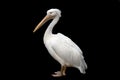 white pelican isolated on a black background Royalty Free Stock Photo