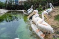 White Pelican in Kamogawa Seaworld