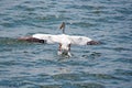 A White Pelican Landing