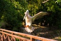 The white pelican that lives in the bird park sits on the railing of the bridge Royalty Free Stock Photo