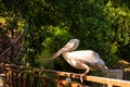 The white pelican that lives in the bird park sits on the railing of the bridge