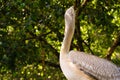 The white pelican that lives in the bird park sits on the railing of the bridge Royalty Free Stock Photo