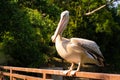 The white pelican that lives in the bird park sits on the railing of the bridge Royalty Free Stock Photo