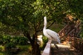 The white pelican that lives in the bird park sits on the railing of the bridge Royalty Free Stock Photo