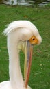White Pelican looking down Royalty Free Stock Photo
