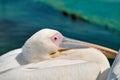 White Pelican looks with one eye into the camera lens. Royalty Free Stock Photo