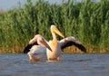 A white pelican with open wings dries feathers