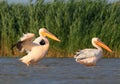 A white pelican with open wings dries feathers in the wind