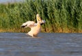 A white pelican with open wings dries feathers in the wind