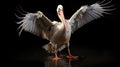 Pelican Stretching Its Wings In Dramatic Lighting - Hip Hop Dance Style Royalty Free Stock Photo