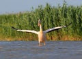 A white pelican with open wings