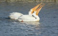 White Pelican Pair Swimming Together Royalty Free Stock Photo